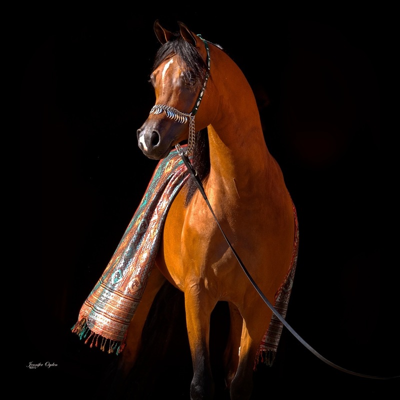 A Canan- Arabian Stallion